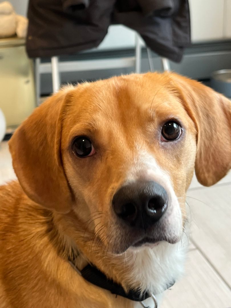Bailey, an adoptable Beagle in Amston, CT, 06231 | Photo Image 4