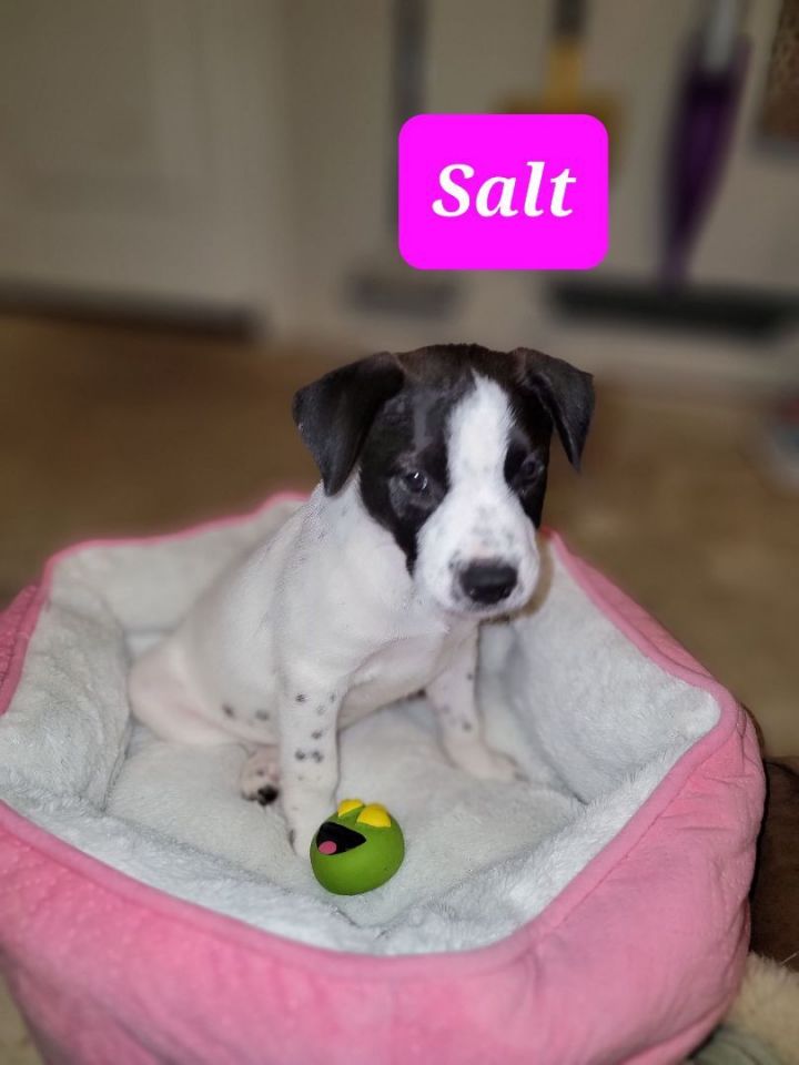 Salt, an adoptable Australian Cattle Dog / Blue Heeler Mix in Newcastle, OK_image-2