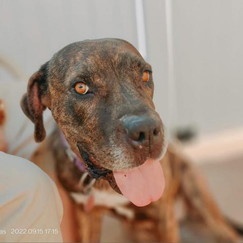 Carla, an adoptable Pit Bull Terrier, Mastiff in Wichita, KS, 67278 | Photo Image 1