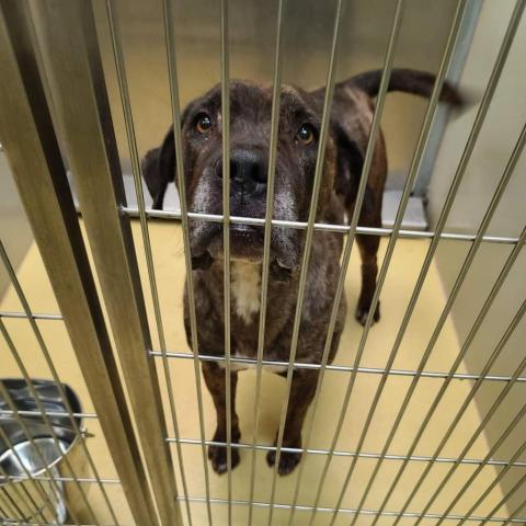 Carla, an adoptable Pit Bull Terrier, Mastiff in Wichita, KS, 67278 | Photo Image 2