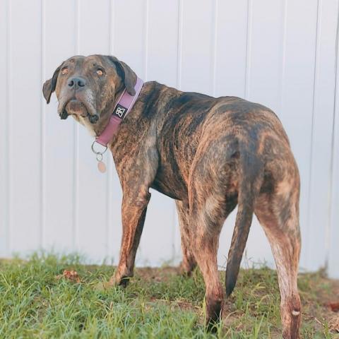 Carla, an adoptable Pit Bull Terrier, Mastiff in Wichita, KS, 67278 | Photo Image 3