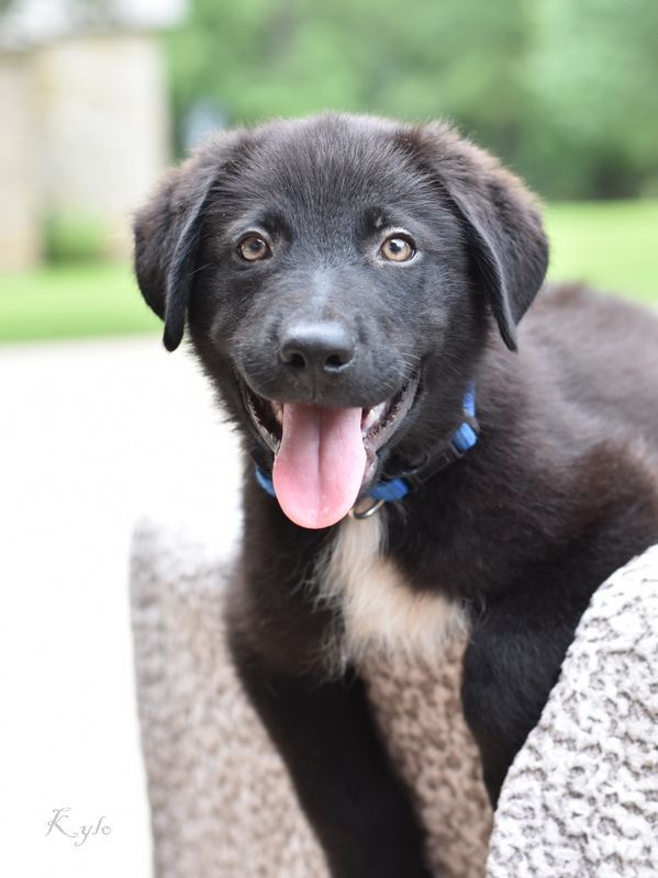 Kylo (Aussie puppies)