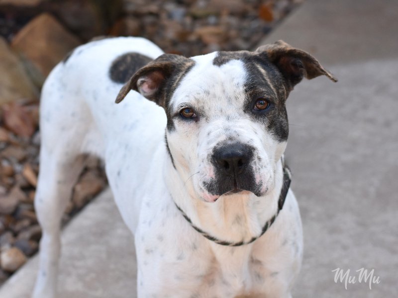 Mumu, an adoptable Boxer, Dalmatian in The Woodlands, TX, 77393 | Photo Image 1