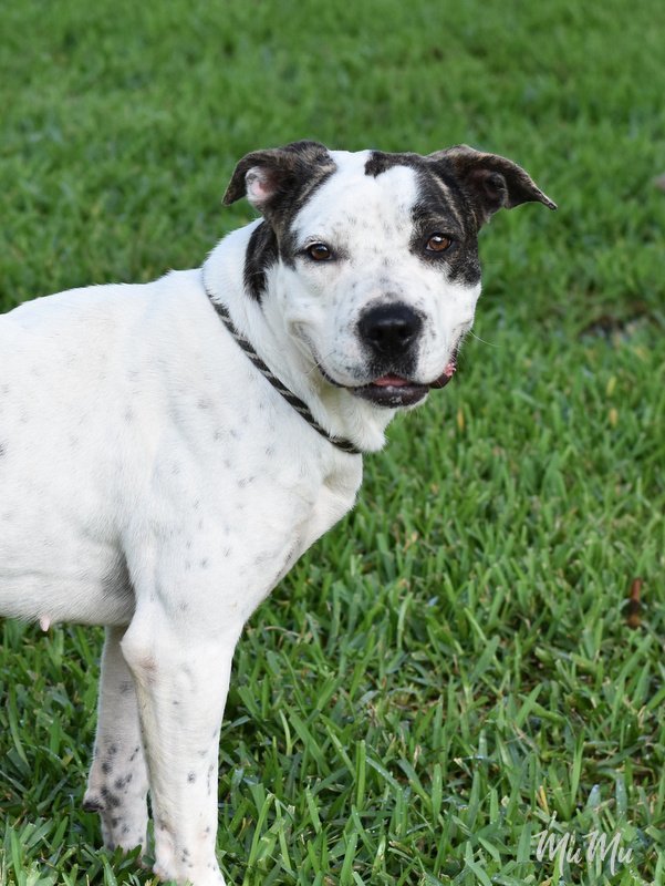 Mumu, an adoptable Boxer, Dalmatian in The Woodlands, TX, 77393 | Photo Image 2