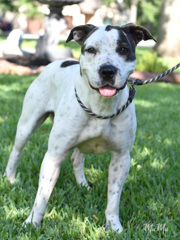 Mumu, an adoptable Boxer, Dalmatian in The Woodlands, TX, 77393 | Photo Image 3