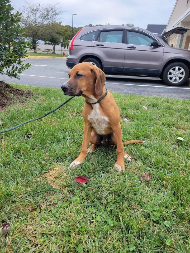 TUCKER, an adoptable Hound & Boxer Mix in Stafford, VA_image-2