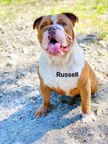 Russell, an adoptable English Bulldog in Montague, CA_image-1