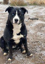 Pugsley, an adoptable Siberian Husky, American Staffordshire Terrier in Modesto , CA, 95351 | Photo Image 3