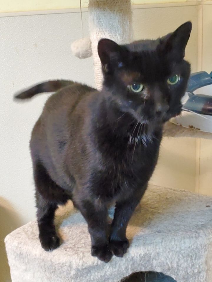 Licorice 1