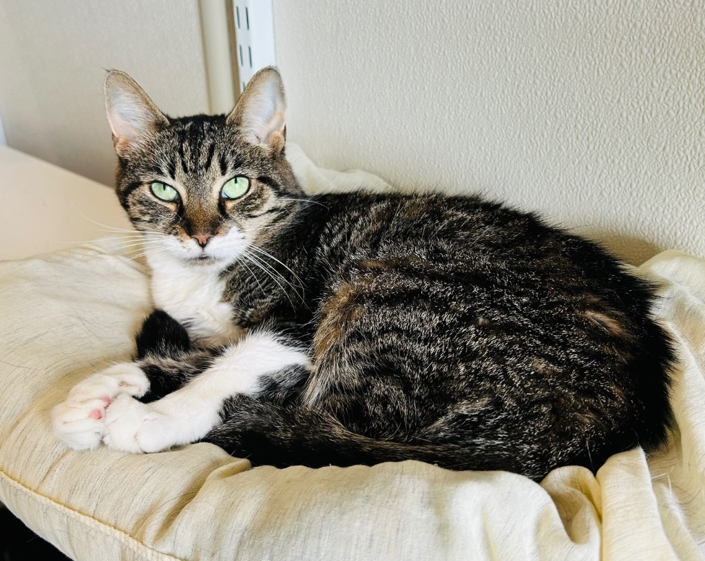 Willow, an adoptable Domestic Short Hair in Fremont, OH, 43420 | Photo Image 1