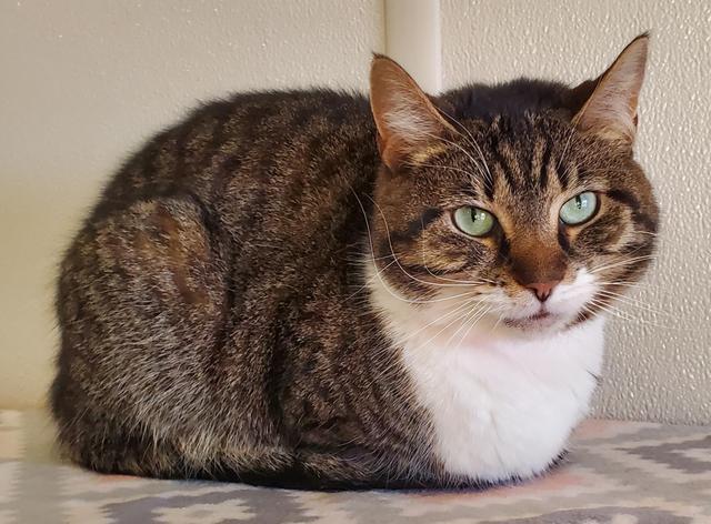 Willow, an adoptable Domestic Short Hair in Fremont, OH, 43420 | Photo Image 2