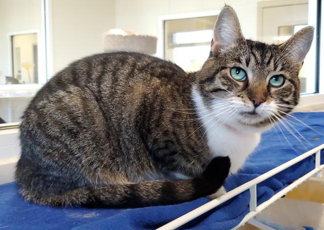 Willow, an adoptable Domestic Short Hair in Fremont, OH, 43420 | Photo Image 3