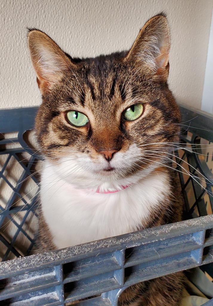 Willow, an adoptable Domestic Short Hair in Fremont, OH, 43420 | Photo Image 4
