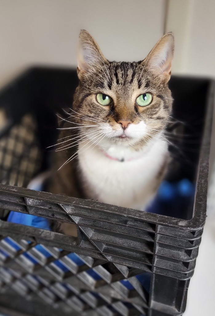 Willow, an adoptable Domestic Short Hair in Fremont, OH, 43420 | Photo Image 5