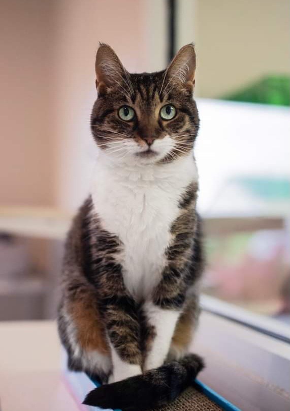 Willow, an adoptable Domestic Short Hair in Fremont, OH, 43420 | Photo Image 6