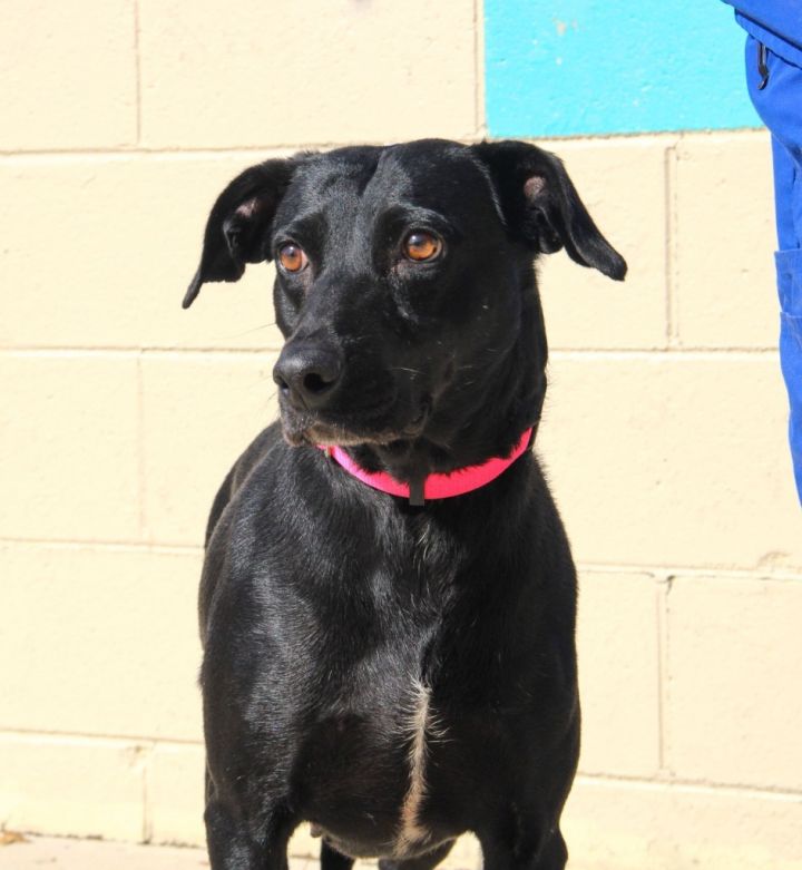 Bailey, an adoptable Mixed Breed in Springfield, GA_image-1