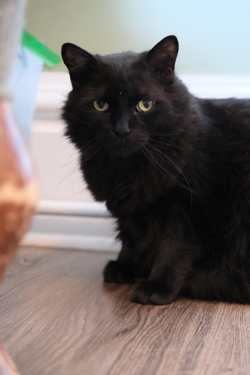 Valentino - Sponsored by Stephan S., an adoptable Domestic Long Hair in Markham, ON, L3R 9A8 | Photo Image 2