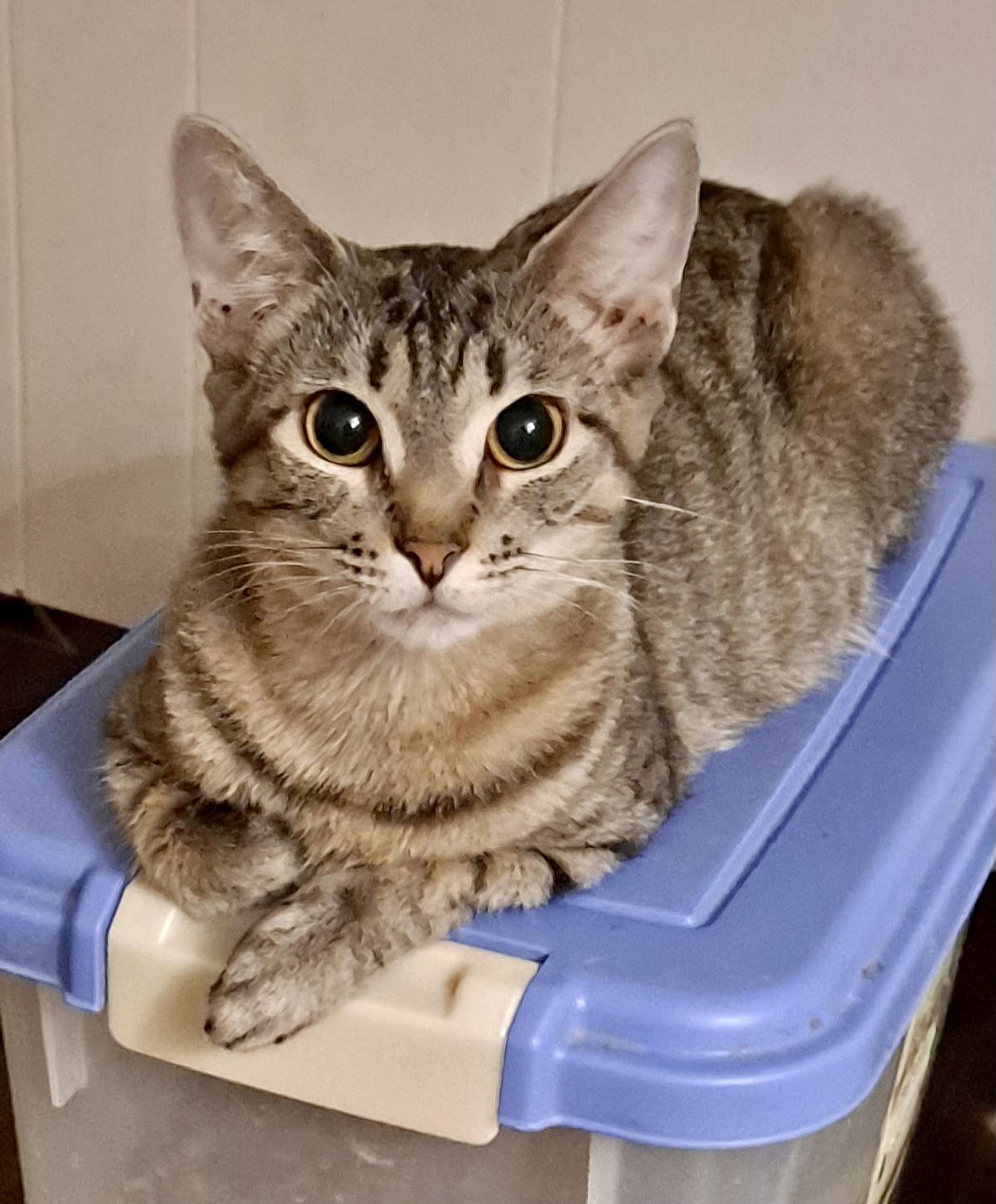 Nugget, an adoptable Domestic Short Hair in Fort Myers, FL, 33906 | Photo Image 1