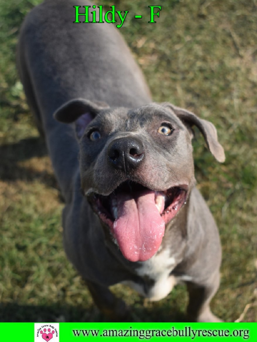 Hildy, an adoptable American Staffordshire Terrier in Pensacola, FL, 32526 | Photo Image 1