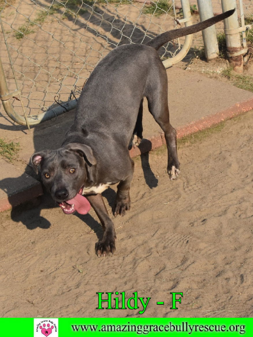 Hildy, an adoptable American Staffordshire Terrier in Pensacola, FL, 32526 | Photo Image 2