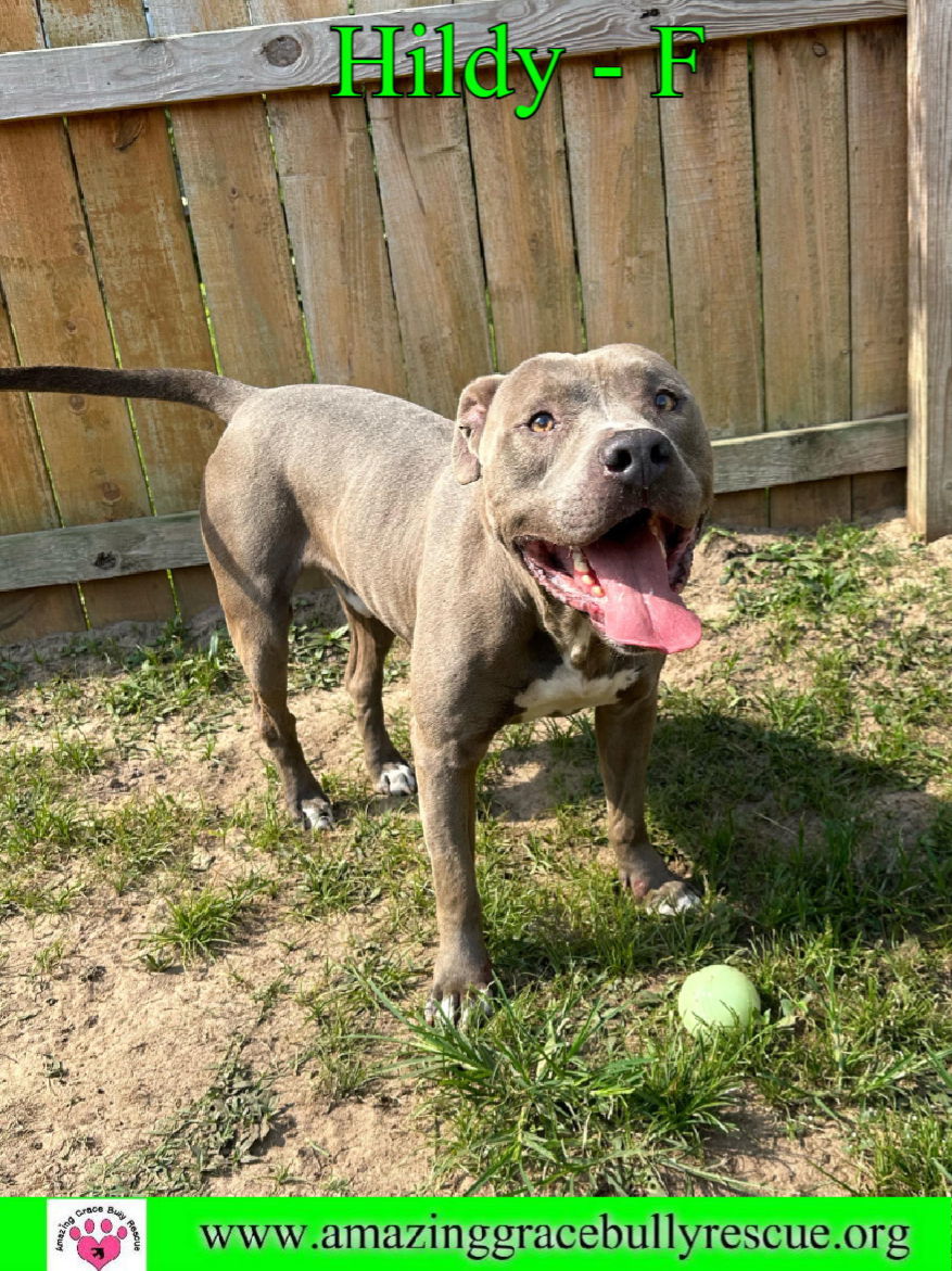 Hildy, an adoptable American Staffordshire Terrier in Pensacola, FL, 32526 | Photo Image 3