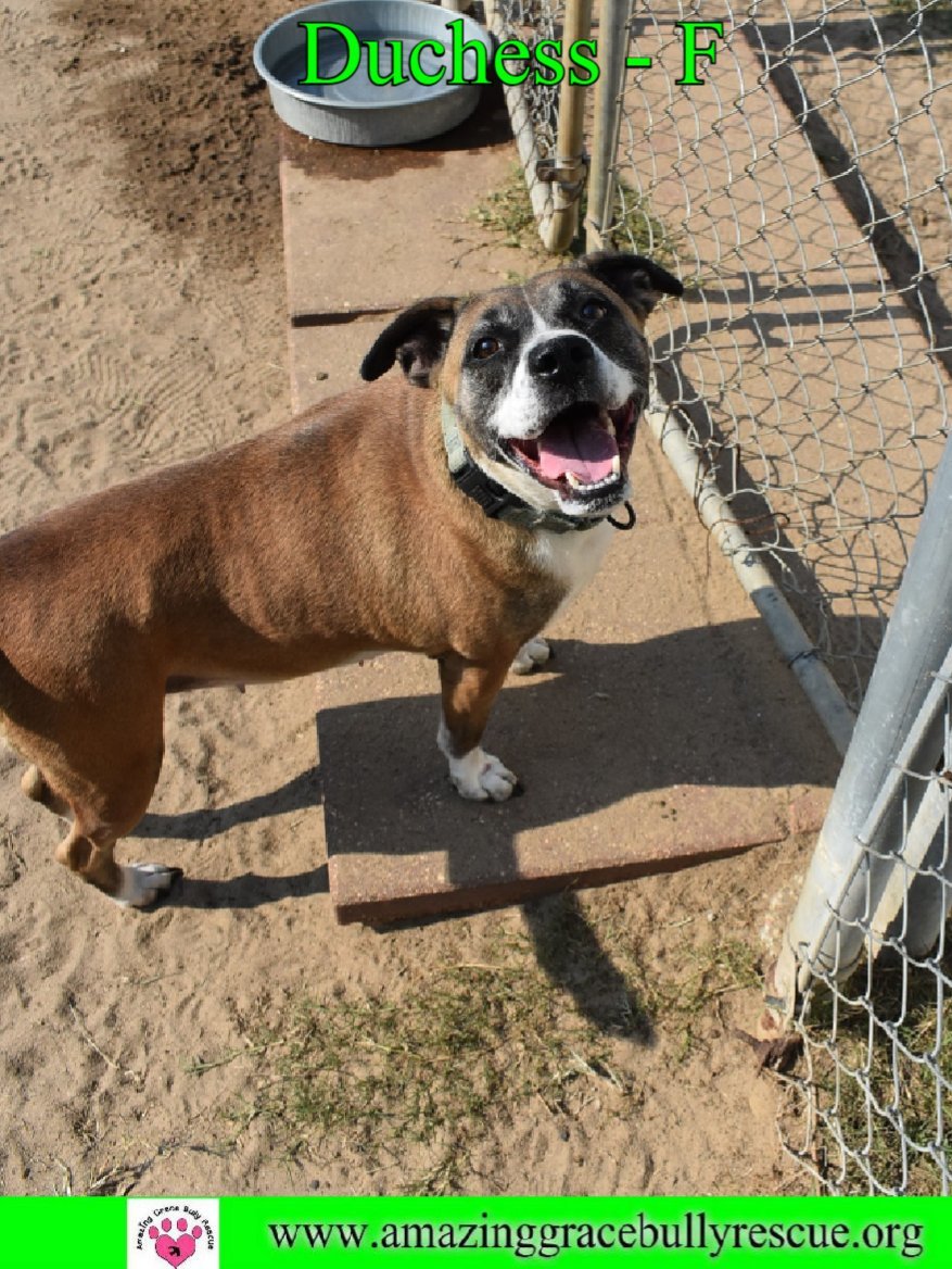 Duchess, an adoptable Boxer in Pensacola, FL, 32526 | Photo Image 1