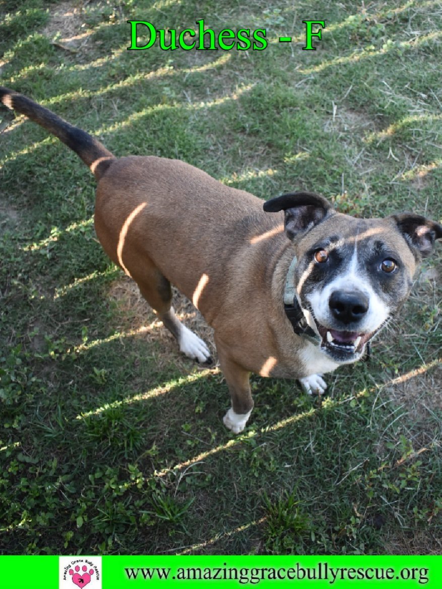 Duchess, an adoptable Boxer in Pensacola, FL, 32526 | Photo Image 2
