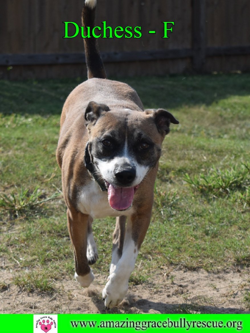 Duchess, an adoptable Boxer in Pensacola, FL, 32526 | Photo Image 3