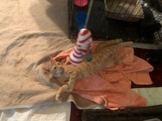 Eddie 1