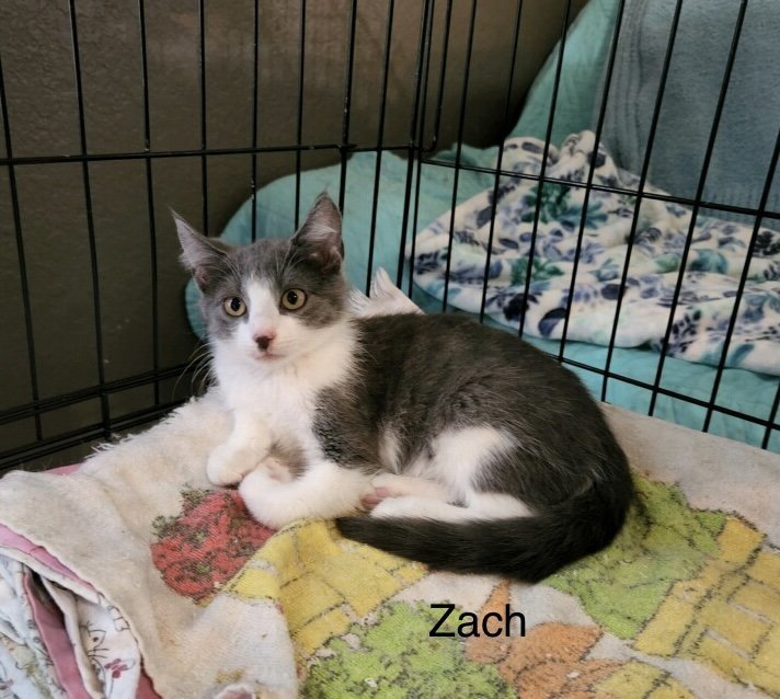 Zack, an adoptable Domestic Medium Hair in Bluefield, WV, 24701 | Photo Image 1