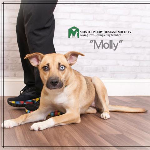 Molly