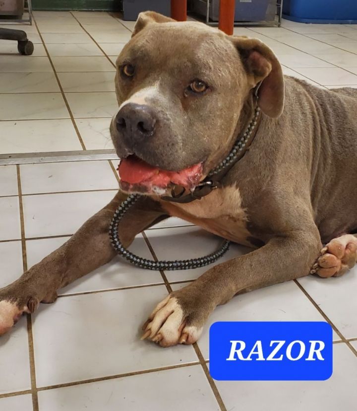 RAZOR 1