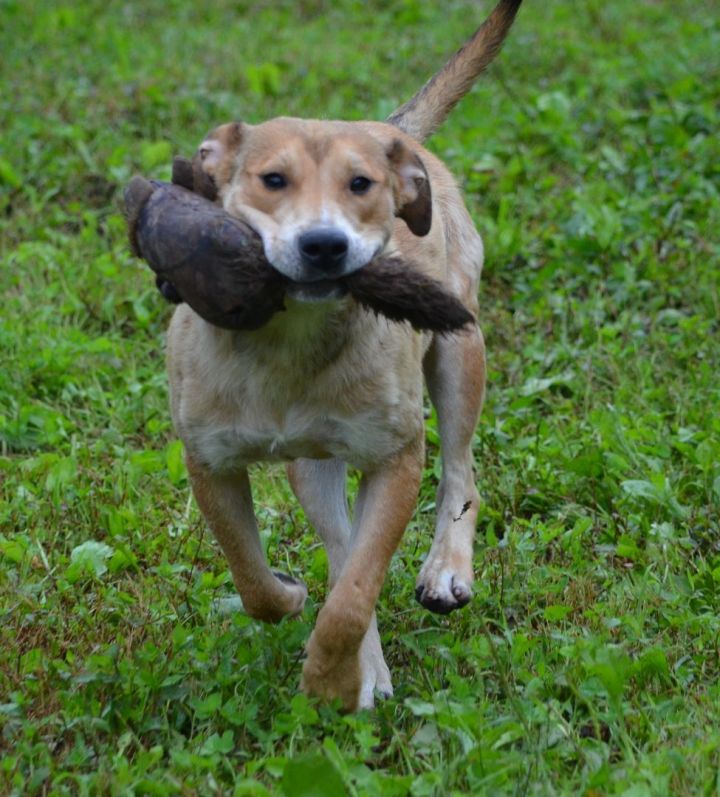 Leonard, an adoptable Pit Bull Terrier & Mastiff Mix in Amissville, VA_image-2