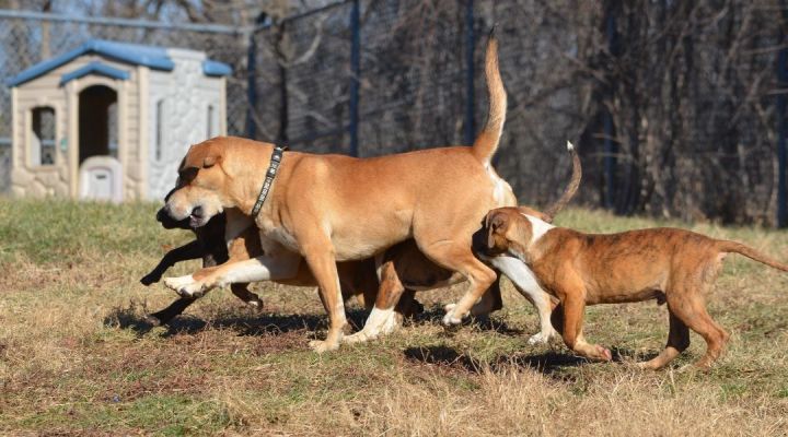 Leonard, an adoptable Pit Bull Terrier & Mastiff Mix in Amissville, VA_image-3