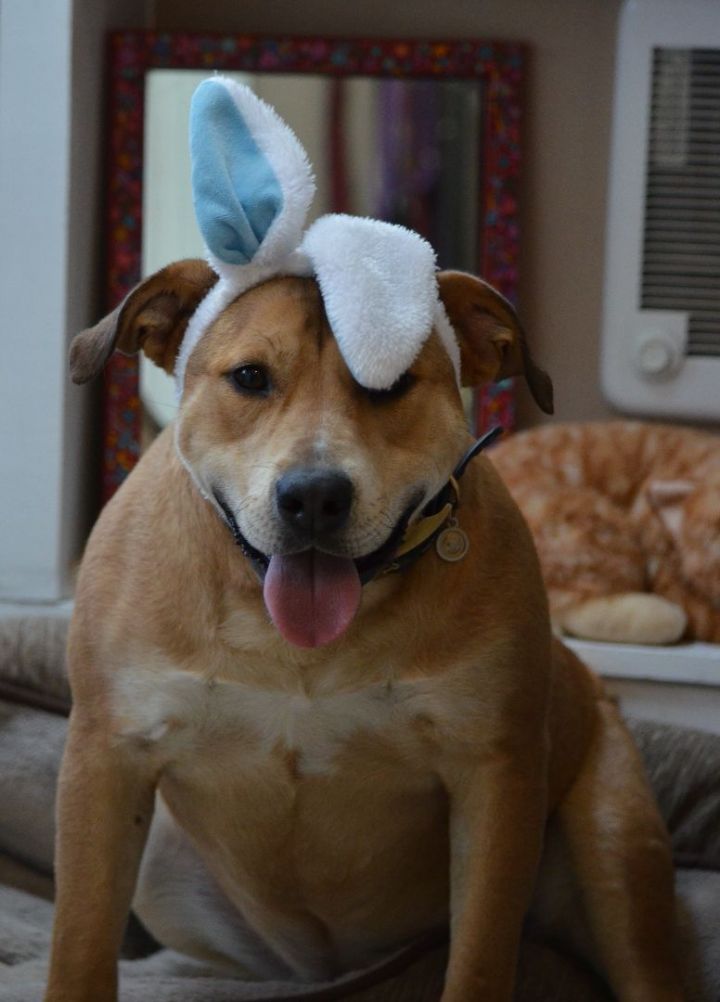 Leonard, an adoptable Pit Bull Terrier & Mastiff Mix in Amissville, VA_image-6