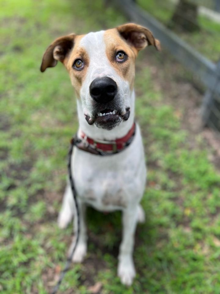 Stu, an adoptable Hound Mix in Hollywood, SC_image-1