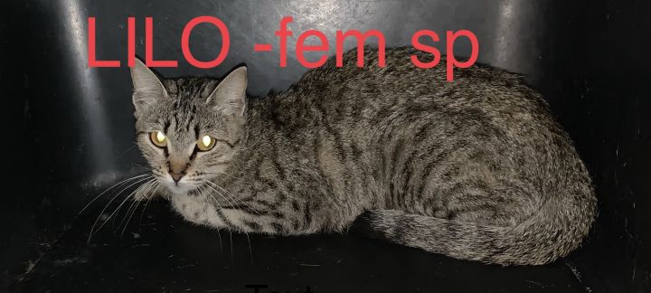 LILO 2