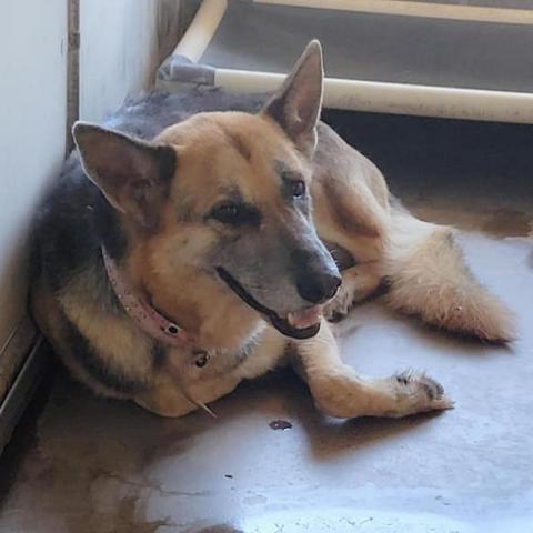 Madam Camille, an adoptable German Shepherd Dog Mix in Edinburg, TX_image-2