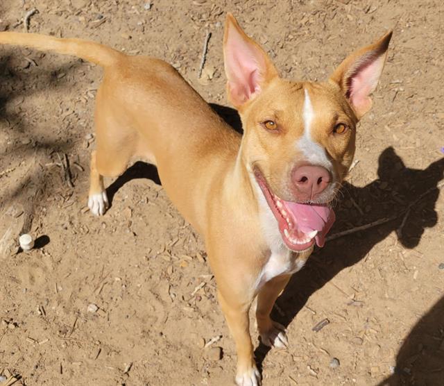 JASMINE, an adoptable Australian Cattle Dog / Blue Heeler Mix in Albuquerque, NM_image-1