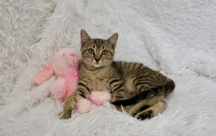 Evelyn, an adoptable Tabby & Domestic Short Hair Mix in Saint Augustine, FL_image-1