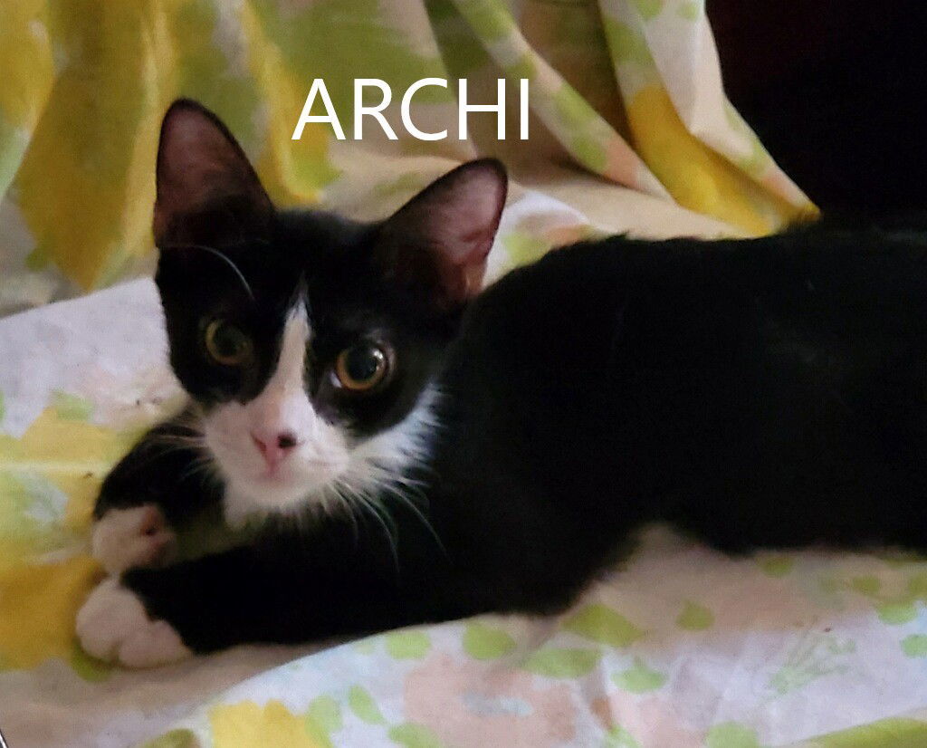 Archi