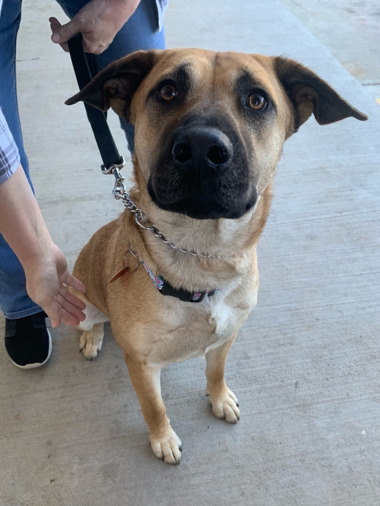 Mia, an adoptable Anatolian Shepherd, Labrador Retriever in Shawnee, OK, 74804 | Photo Image 1