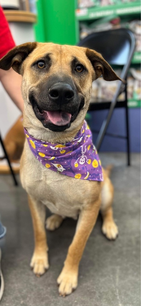 Mia, an adoptable Anatolian Shepherd, Labrador Retriever in Shawnee, OK, 74804 | Photo Image 2