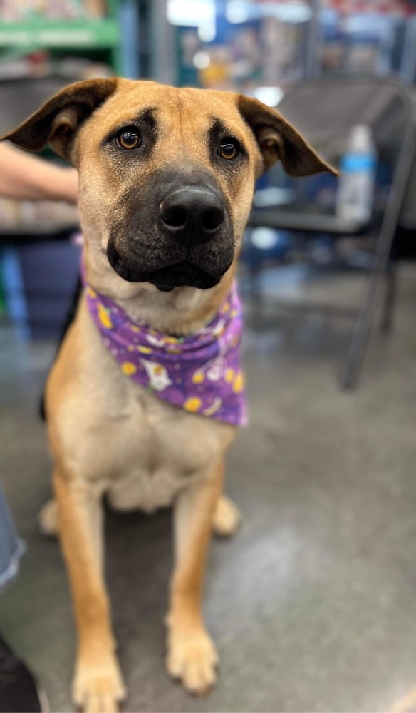 Mia, an adoptable Anatolian Shepherd, Labrador Retriever in Shawnee, OK, 74804 | Photo Image 3