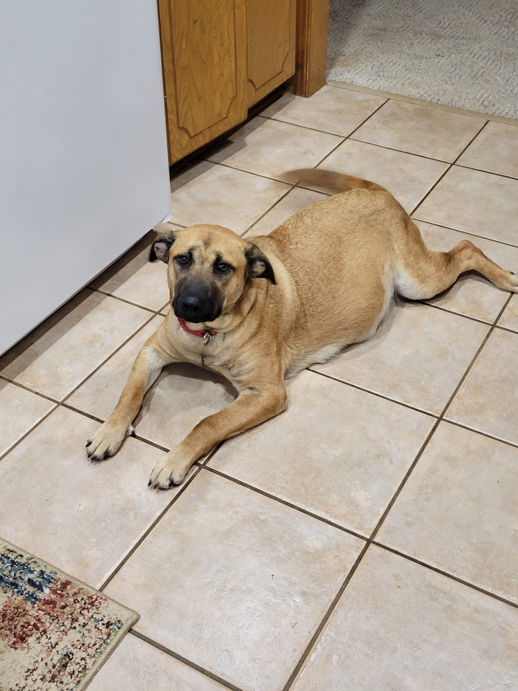 Mia, an adoptable Anatolian Shepherd, Labrador Retriever in Shawnee, OK, 74804 | Photo Image 4