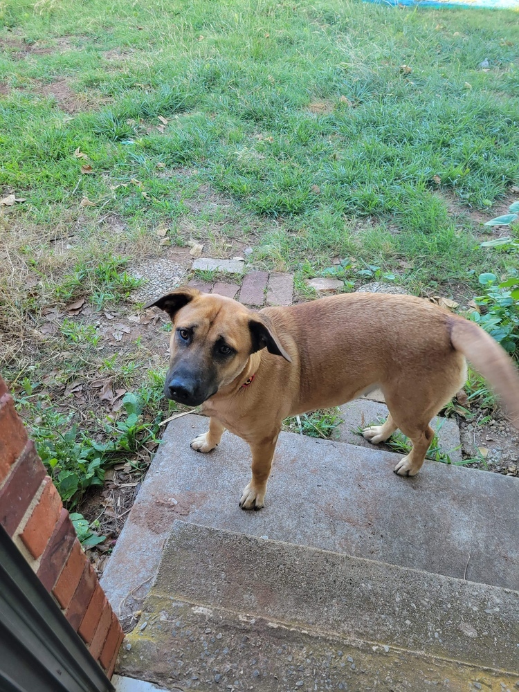 Mia, an adoptable Anatolian Shepherd, Labrador Retriever in Shawnee, OK, 74804 | Photo Image 6