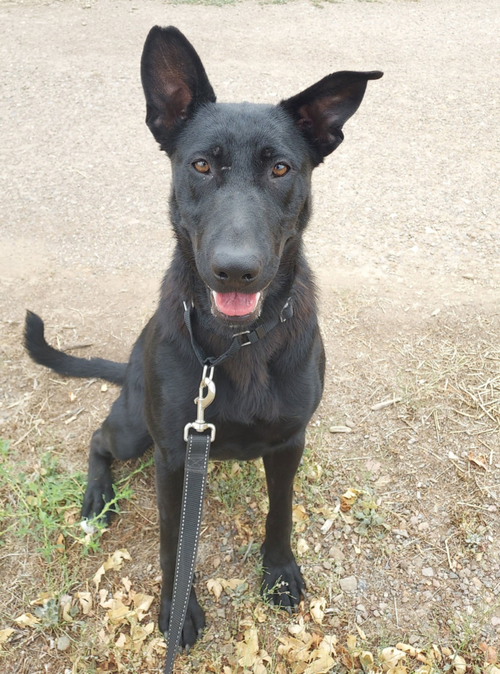 Sophie, an adoptable Shepherd, Labrador Retriever in Yreka, CA, 96097 | Photo Image 1