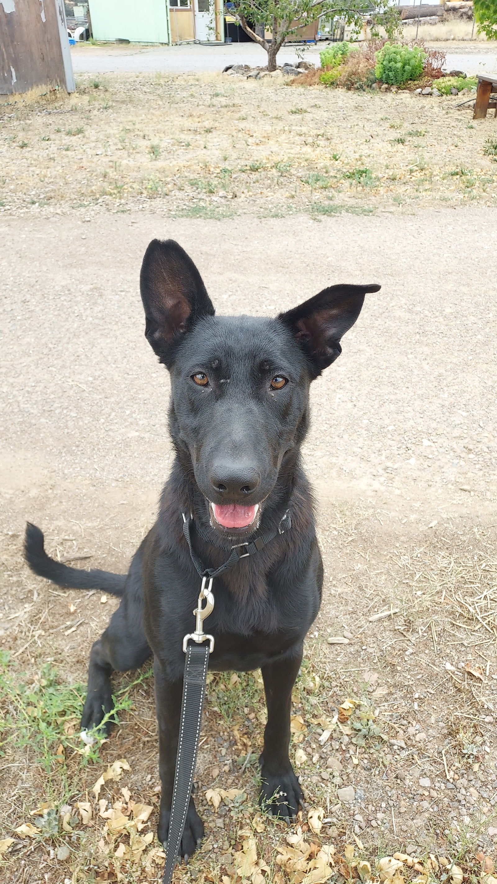 Sophie, an adoptable Shepherd, Labrador Retriever in Yreka, CA, 96097 | Photo Image 2