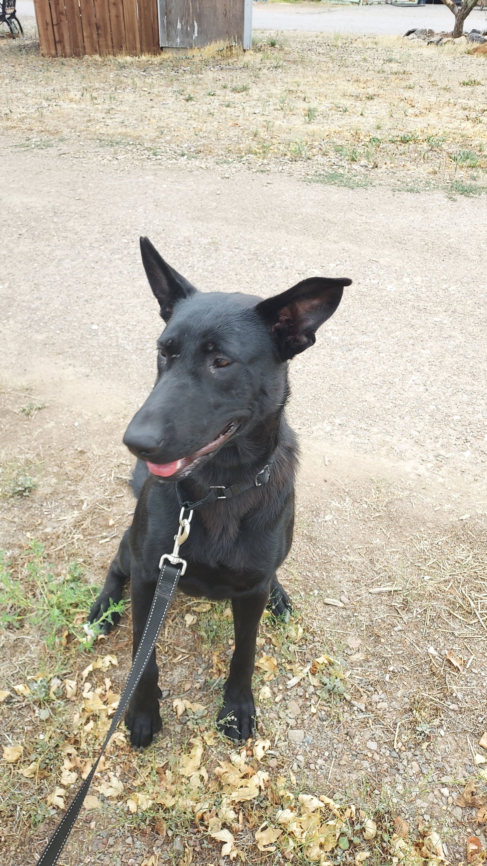 Sophie, an adoptable Shepherd, Labrador Retriever in Yreka, CA, 96097 | Photo Image 3