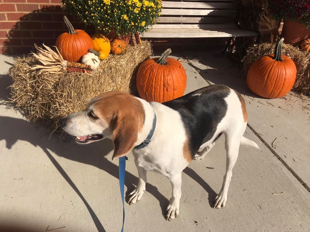 Biscuit, an adoptable Treeing Walker Coonhound in Grandy, NC, 27939 | Photo Image 1